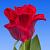Red Dress ®