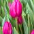 Pink Ardour