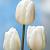 White Marvel