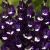 Deep Purple ®