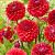 Red Mylene