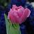 Desirelle