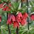 Imperialis 'Red Beauty'