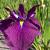 Purple Sensation