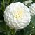White Aster