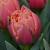 Pink Symbiose ®