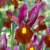 Red Ember ®