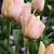 Apricot Pride ®