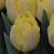 Yellow Symbiose ®
