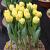 Yellow Symbiose ®