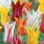 70611 Lilyflowering Tulips