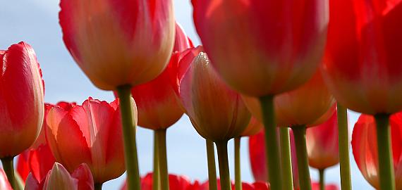 Tulpen für Treiberei