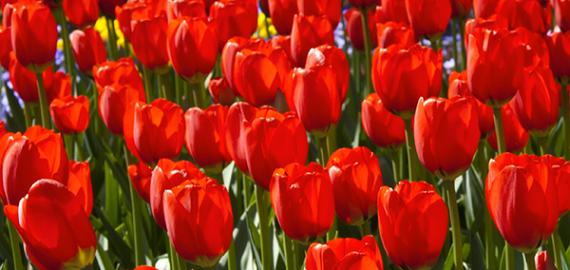 Tulpen fürs Freiland