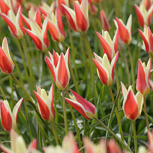 Clusiana           **