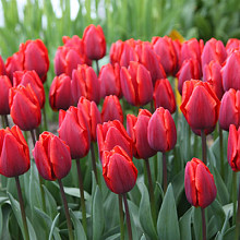 Couleur Cardinal **