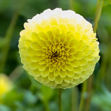 Golden Torch
