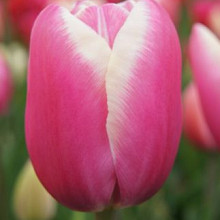 Jumbo Beauty ®