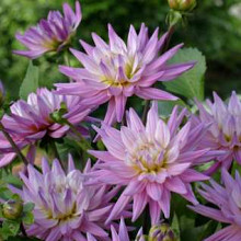 Karma Pink Corona ®