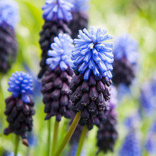 Latifolium **