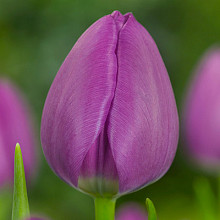 Negrita