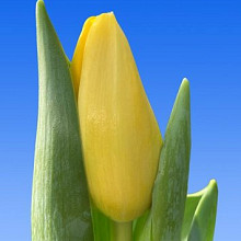 Novi Sun ®