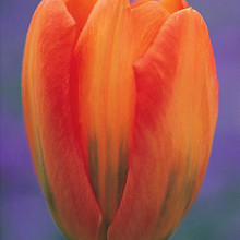 Orange Emperor