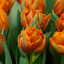 Orange Princess **