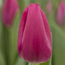 Pink Ardour