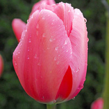 Pink Impression