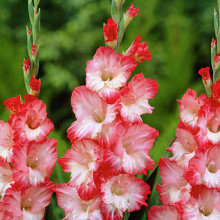 Pink Lady