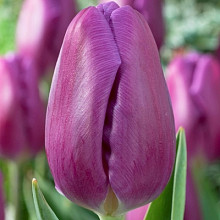 Purple Flag