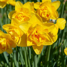 Queen's Day **