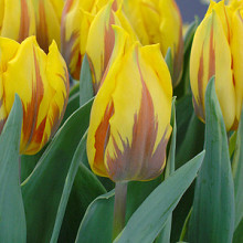 Ravana ®            **