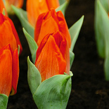 Red Flair           **