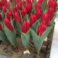 Red Paradise ® **