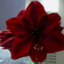 Red Pearl ®