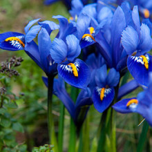 Reticulata Harmony **