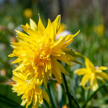 Rip van Winkle **