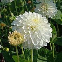 Snowcap