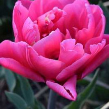 Sunset Tropical ® **