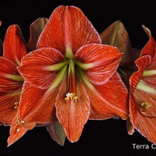 Terra Cotta Star ®