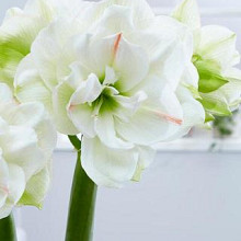 White Amadeus ®