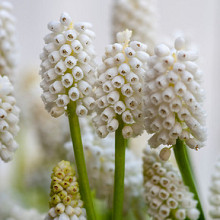 White Magic ® **
