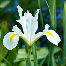 White van Vliet