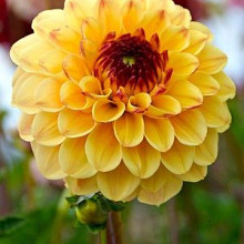 Yellow Jill