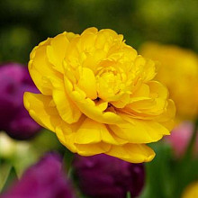Yellow Pompenette ®