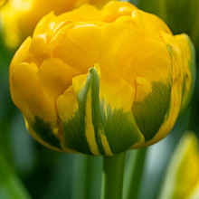 Yellow Pompenette ®