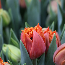 Orange Passion ®