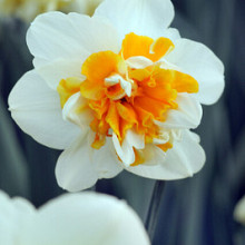 Peach Swirl **