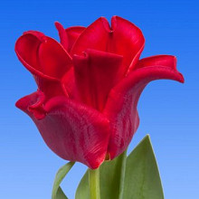 Red Dress ®